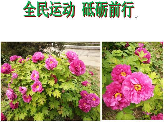 2017年北大青鳥翔天信鴿春季運(yùn)動(dòng)會(huì)“全民運(yùn)動(dòng) 砥礪前行”